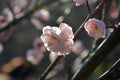 light pink plum blossoms on buds of a tree Royalty Free Stock Photo