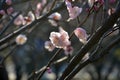 Light pink of plum blossoms under the afternoon sunlight Royalty Free Stock Photo