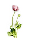 Light pink poppy with buds Royalty Free Stock Photo