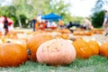 Light pink pumpkin with muds and variety of gourds at pumpkin patch blurry tents, people at local Church Halloween event Dallas,