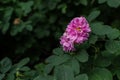 Light pink purple lush flower with petals and yellow center grows on bush with green leaves in summer