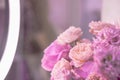 Light pink, purple, peach colour, white cute delicate small roses of different sizes, flowers in a lush bouquet. Close-up. Royalty Free Stock Photo