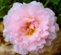 light pink purslane flower in the park