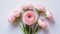 Light pink ranunculus flowers isolated on white background, elegance Royalty Free Stock Photo