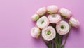 Light pink ranunculus flowers isolated on white background, elegance Royalty Free Stock Photo