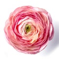 Light pink ranunculus lying closeup flower white surface design milk giant rose head concentric circles