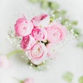 Light pink ranunkulus flowers on white background Royalty Free Stock Photo