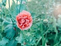 light pink red poppy flower with green leaves on blurry background bokeh. Royalty Free Stock Photo