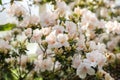 Light pink rhododendron flowers in tender sunlight, floral background Royalty Free Stock Photo