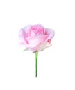 Light pink rose beautiful flower and water drops blooming isolated on white background and clipping path Royalty Free Stock Photo