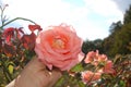 A light pink rose held in hand in a field