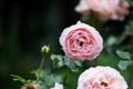 Light Pink Rose and Bud Royalty Free Stock Photo