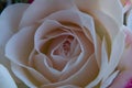Light-pink rose close up Royalty Free Stock Photo