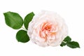 Light Pink Rose Cream Rose Flower with Leaves Isolated On White Royalty Free Stock Photo