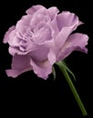 Light pink rose. Flower on the black isolated background with clipping path. Close-up. no shadows. Shot of pink flower. Royalty Free Stock Photo