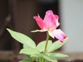 Light pink Rose flower bud with leaves on blooming Royalty Free Stock Photo