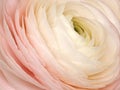 Light pink rose flower close-up. Macro photo. Nature Royalty Free Stock Photo