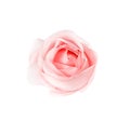 Light pink rose flower and water drops  isolated on white background and clipping path top view Royalty Free Stock Photo