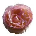 Light pink rose flower on white isolated background with clipping path. no shadows. Closeup. Royalty Free Stock Photo