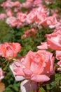 Pink rose flowers cultivation, strong bokeh