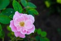 Light pink rose flowers with water drops blooming in garden top view background Royalty Free Stock Photo