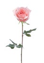 Light pink  Rose with green leaves  isolated on white background Royalty Free Stock Photo