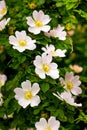 Light pink rose hips on a bush among green leaves_ Royalty Free Stock Photo