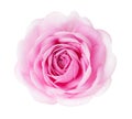 Light pink rose isolated on white background Royalty Free Stock Photo