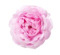 Light pink Rose isolated on white background Royalty Free Stock Photo