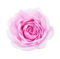 Light pink rose isolated on white background Royalty Free Stock Photo