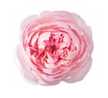 Light pink Rose isolated on white background Royalty Free Stock Photo