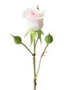 Light pink Rose isolated on white background. Garden rose Royalty Free Stock Photo