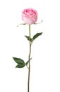 Light pink rose isolated on white background Royalty Free Stock Photo