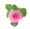 Light pink rose with leaves isolated on white background Royalty Free Stock Photo