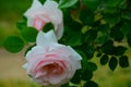 Light pink rose on a natural stem with green leaves. Stock Photo