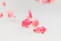 Light pink rose petal falling on white background Royalty Free Stock Photo