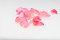 Light pink rose petal on white background Royalty Free Stock Photo