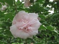 Light Pink Rose Of Sharon Flower