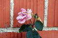 Light pink rose with shriveled petals next to rose without petals on top of two stems in front of red brick family house wall Royalty Free Stock Photo
