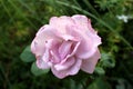 Light pink rose with small darker spots on petals surrounded with dark green leaves in background Royalty Free Stock Photo