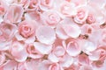 Light pink rose with small petals pattern texture background with water rain drop make it fresh. Flower wallpaper from natural Royalty Free Stock Photo