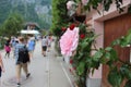 Light pink rose in a street in halstatt Austria Royalty Free Stock Photo