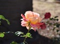 Light Pink Rosebush Blooming and Flowering in the Sun Royalty Free Stock Photo