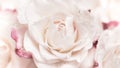 Light pink roses background Royalty Free Stock Photo