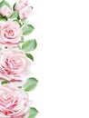 light pink roses blooming border frame