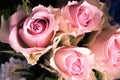 Light-pink roses closeup from above Royalty Free Stock Photo