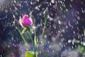 Light pink roses in the garden in summer rain Royalty Free Stock Photo