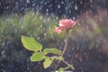 Light pink roses in the garden in summer rain Royalty Free Stock Photo
