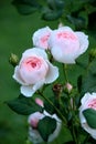 Light pink roses on healthy bushes, some open to the Summer sun, others just beginning to bud