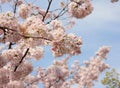 Light pink sakura blossom in Kyoto in Spring Royalty Free Stock Photo